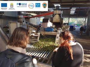 educational fasi lavorazione olive